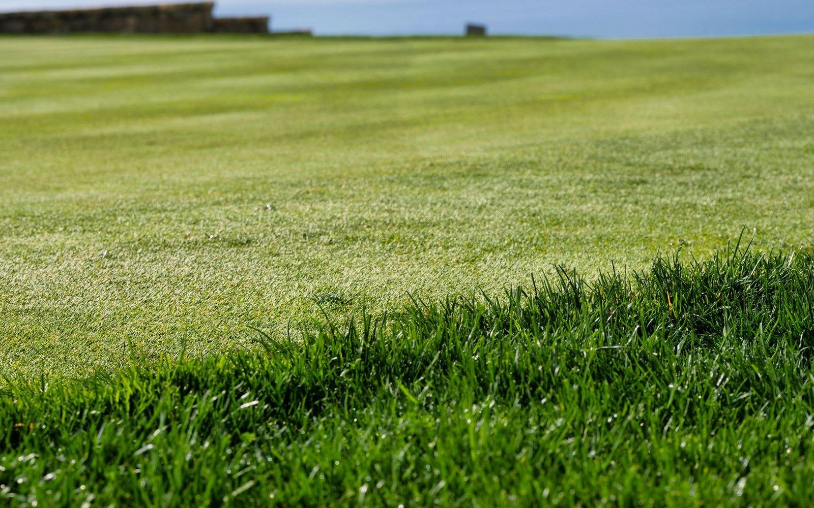 Close-up of manicured fescue grass on a golf course with a stone wall in the distance