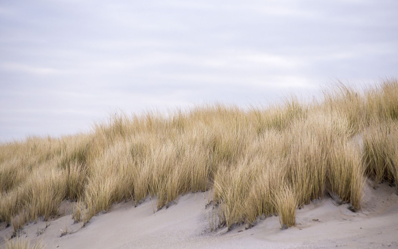 Tufts of golden marram grass covering a sandy dune under a pale sky