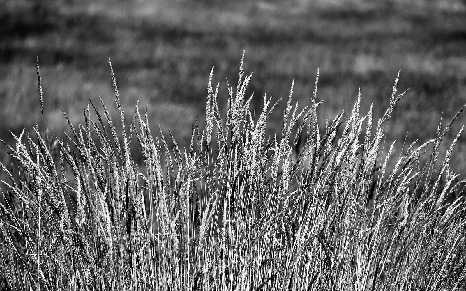 Ammophila arenaria blades filling the full frame, wind bend visible, shot at 1:1 scale, no sky, no ground visible beyond the grass itself